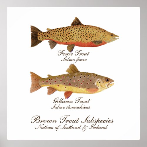 Celtic Trout Art Poster