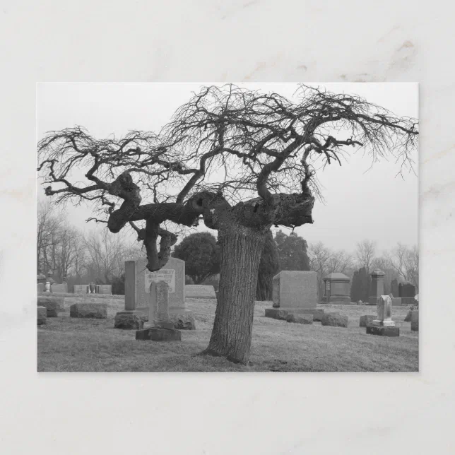 Cemetery Postcard | Zazzle