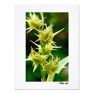 Cenchrus Echinatos. Photo Print