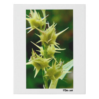 Cenchrus Echinatus Faux Canvas Print