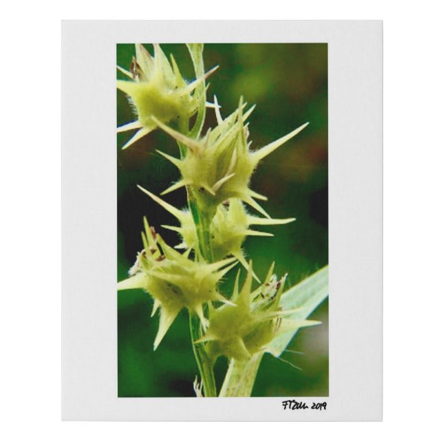 Cenchrus Echinatus Faux Canvas Print (Front)
