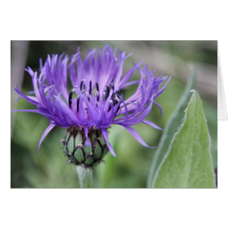 Centaurea Card