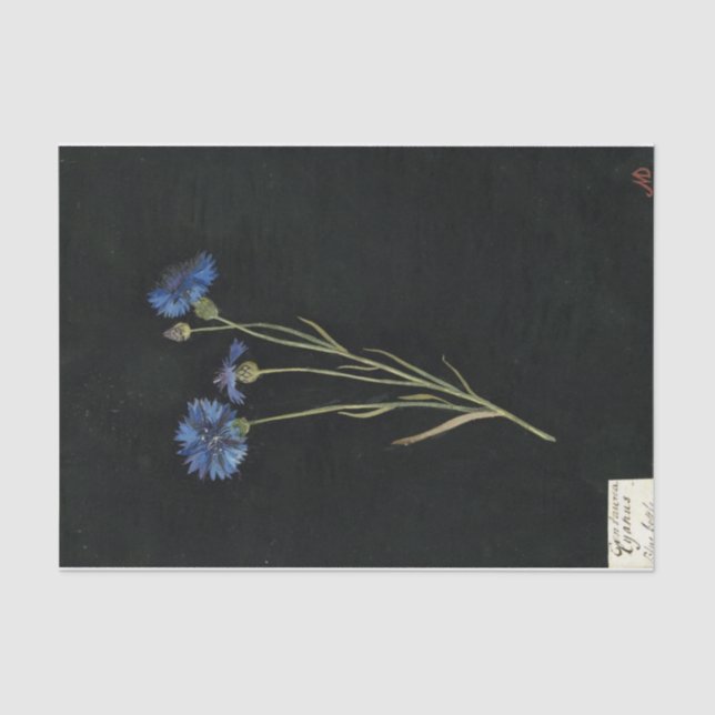 Centaurea Cyanus by Mary Delany Tissue Paper (Front)