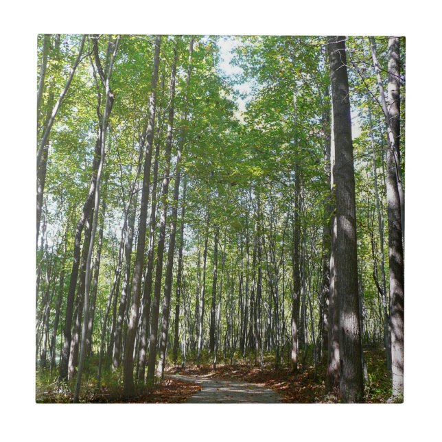 Centennial Wooded Path II Ellicott City Maryland Ceramic Tile (Front)