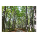 Centennial Wooded Path II Ellicott City Maryland Photo Print