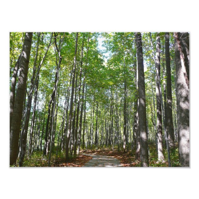 Centennial Wooded Path II Ellicott City Maryland Photo Print (Front)