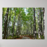 Centennial Wooded Path II Ellicott City Maryland Poster