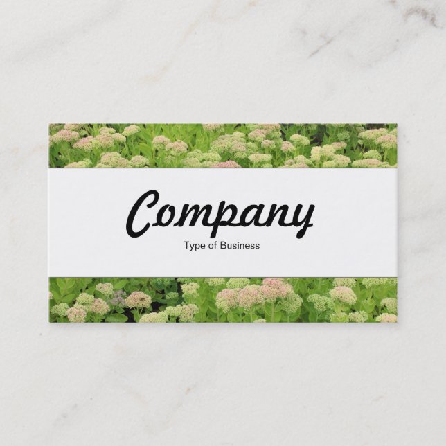 Center Band  - Sedum (Autumn Joy) Business Card (Front)