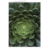 Center of Cactus (Front)