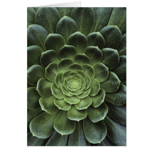 Center of Cactus (Front)