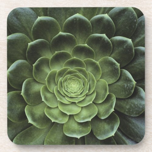 Center of Cactus Beverage Coaster