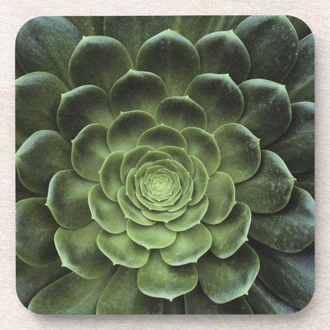 Center of Cactus Beverage Coaster (Front)