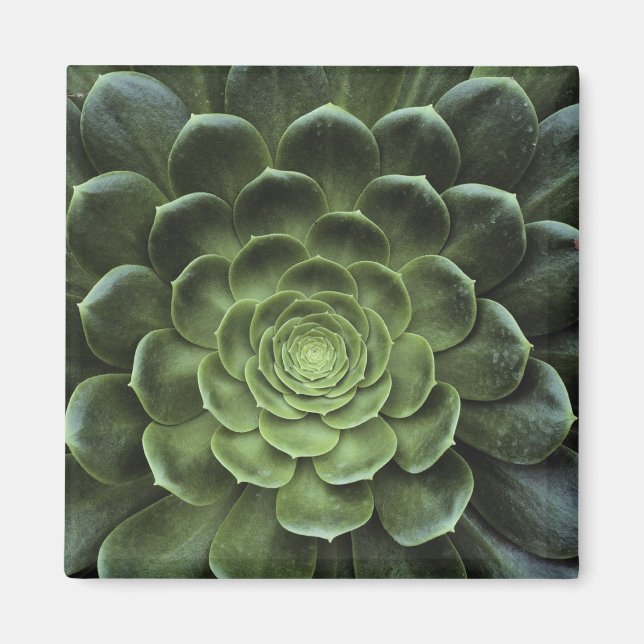 Center of Cactus Magnet (Front)