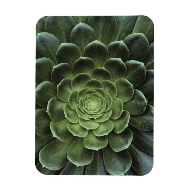 Center of Cactus Magnet (Vertical)