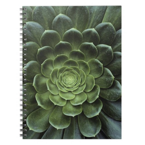 Center of Cactus Notebook