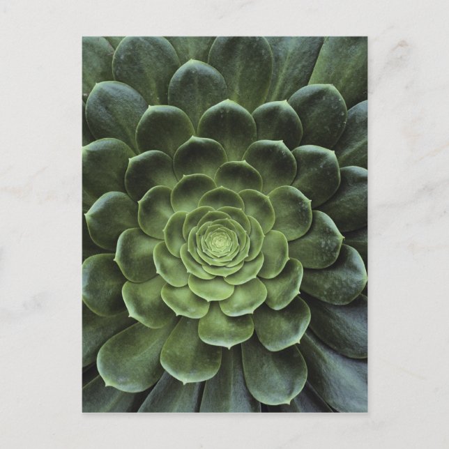 Center of Cactus Postcard (Front)