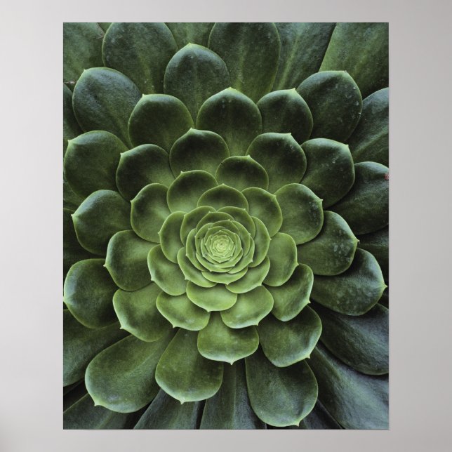 Center of Cactus Poster (Front)