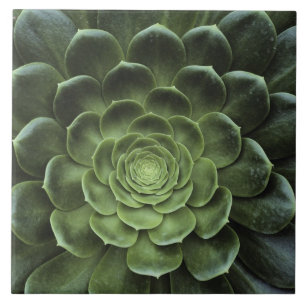 Center of Cactus Tile