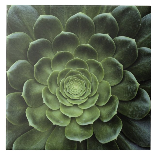 Center of Cactus Tile (Front)