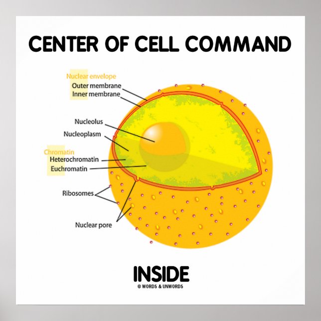 Center Of Cell Command Inside Nucleus Biology Poster (Front)