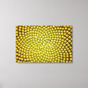 Center of giant Sunflower (Helianthus annuus) Canvas Print