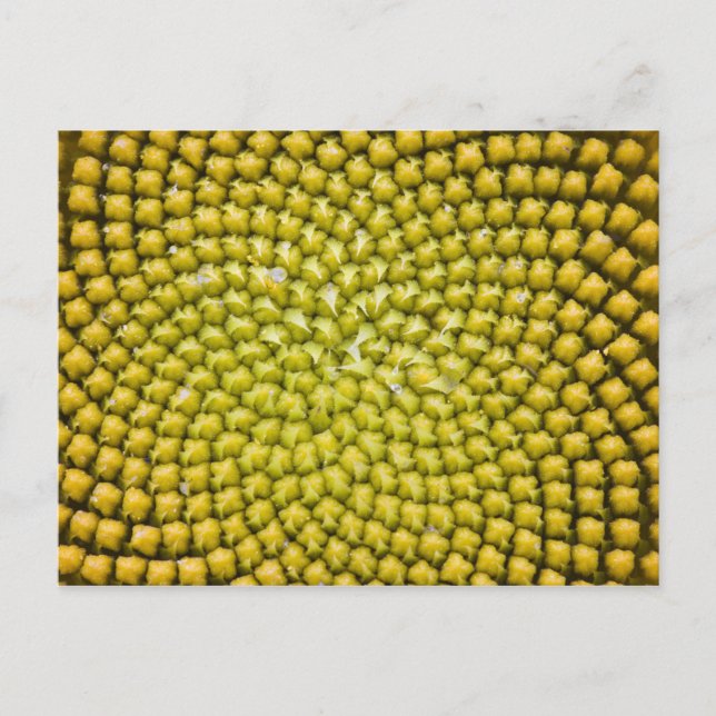 Center of giant Sunflower (Helianthus annuus) Postcard (Front)