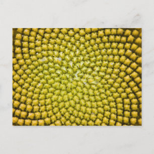 Center of giant Sunflower (Helianthus annuus) Postcard