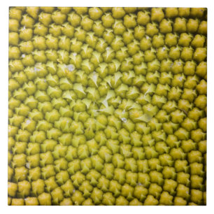 Center of giant Sunflower (Helianthus annuus) Tile