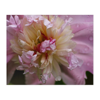 Center of Pink & Yellow Peony Flower Acrylic Print