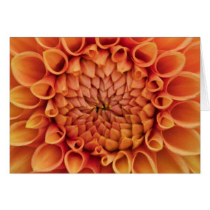 Center Orange Dahlia Flower Blank Inside Cards