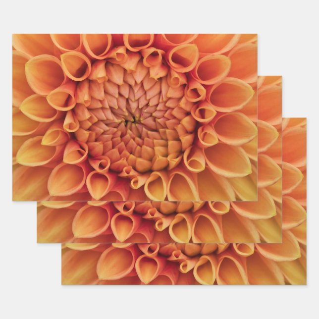 Center Orange Dahlia Flower Wrapping Paper Sheets (Set)