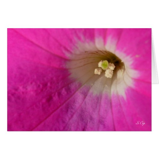 Center Stage, S Cyr (Front Horizontal)