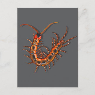 Centipede  postcard