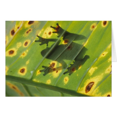 CENTRAL AMERICA Costa Rica Back_lit frog on