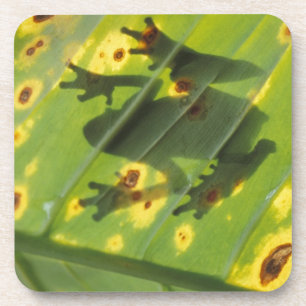 CENTRAL AMERICA, Costa Rica, Back-lit frog on Beverage Coaster