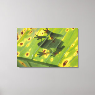 CENTRAL AMERICA, Costa Rica, Back-lit frog on Canvas Print