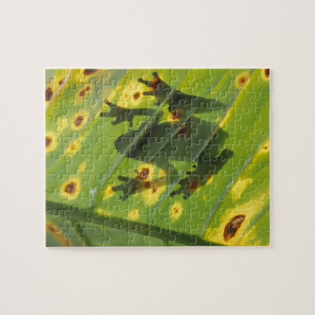 CENTRAL AMERICA, Costa Rica, Back-lit frog on Jigsaw Puzzle (Horizontal)