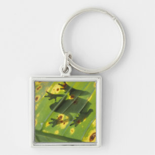 CENTRAL AMERICA, Costa Rica, Back-lit frog on Keychain