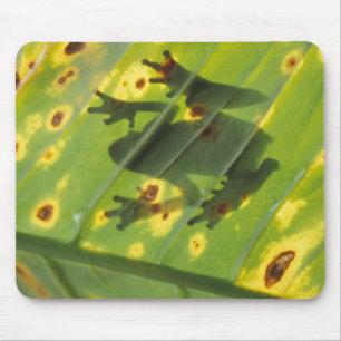 CENTRAL AMERICA, Costa Rica, Back-lit frog on Mouse Pad