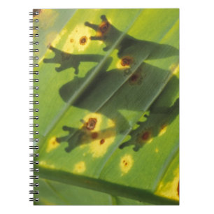 CENTRAL AMERICA, Costa Rica, Back-lit frog on Notebook