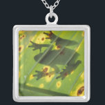 CENTRAL AMERICA, Costa Rica, Back-lit frog on Silver Plated Necklace<br><div class="desc">COPYRIGHT Art Wolfe / DanitaDelimont.com | SA22 AWO0002.jpg | CENTRAL AMERICA,  Costa Rica,  Back-lit frog on leaf</div>