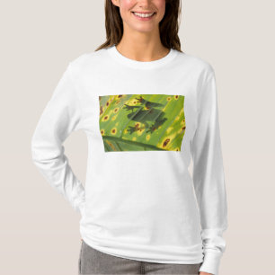 CENTRAL AMERICA, Costa Rica, Back-lit frog on T-Shirt