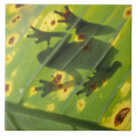 CENTRAL AMERICA, Costa Rica, Back-lit frog on Tile<br><div class="desc">COPYRIGHT Art Wolfe / DanitaDelimont.com | SA22 AWO0002.jpg | CENTRAL AMERICA,  Costa Rica,  Back-lit frog on leaf</div>