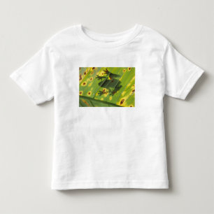 CENTRAL AMERICA, Costa Rica, Back-lit frog on Toddler T-shirt