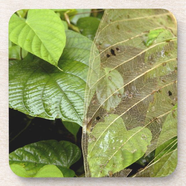 Central America, Costa Rica, Sarapiqui, Braulio Drink Coaster (Front)