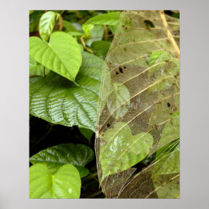 Central America, Costa Rica, Sarapiqui, Braulio Poster