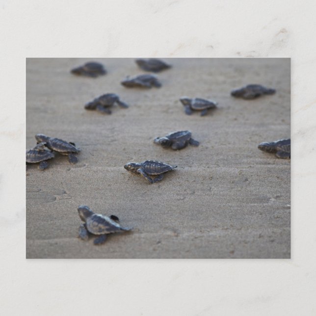 Central America, El Salvador, Pacific Ocean Postcard (Front)