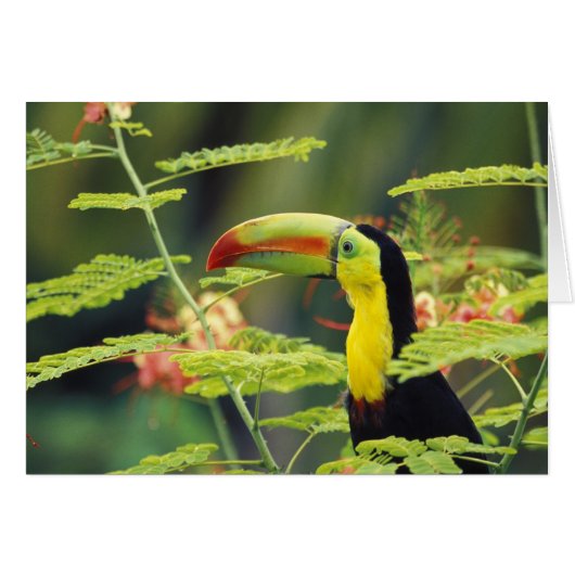 Central America, Honduras. Keel-billed Toucan (Front Horizontal)