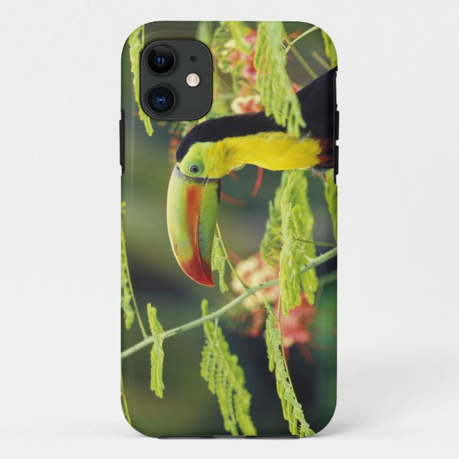 Central America, Honduras. Keel-billed Toucan Case-Mate iPhone Case (Back)