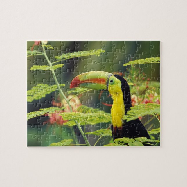 Central America, Honduras. Keel-billed Toucan Jigsaw Puzzle (Horizontal)